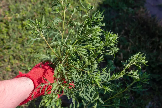 Wer die Ambrosia-Pflanze vor der Blüte im Garten entdeckt, sollte sie am
besten mit Handschuhen an der Wurzel packen und im Hausmüll entsorgen
 | Foto: Foto: AOK/ colourbox/hfr.