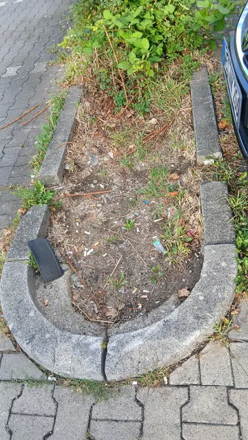 Anfangs noch ein blühender Grünstreifen, heute die reinste Katastrophe | Foto: Siegmund Walter, 20.08.2026, 18:50 Uhr