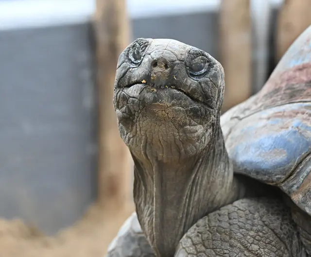 Die beliebten Aldabra-Riesenschildkröten jetzt wieder im Erlebnis-Zoo Hannover zu sehen
