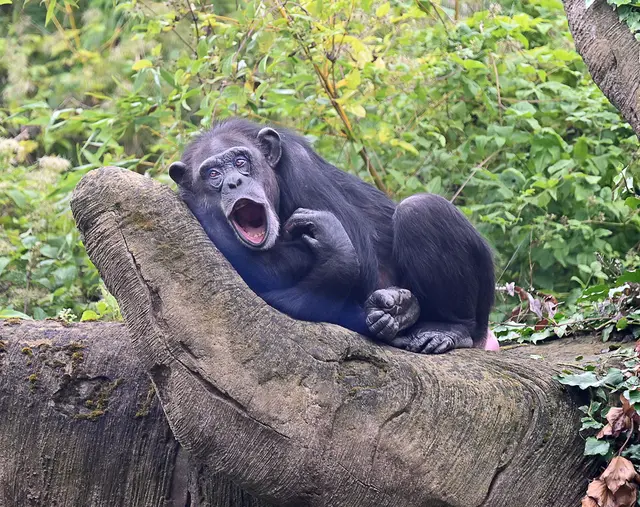 Zum Gähnen langweilig? Hoffentlich nicht. Schimpanse im Erlebniszoo Hannover
