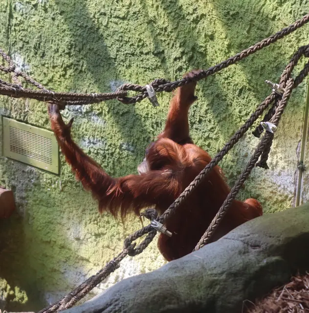 Weibchen