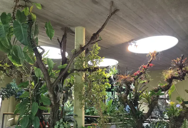 Bromelien im Prof. Brandes Haus