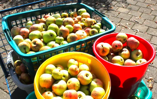Zahlreiche Zentner Äpfel und Birnen wurden bereits am ersten Obstpresstag zu Saft verarbeitet.  | Foto: Peter Heider