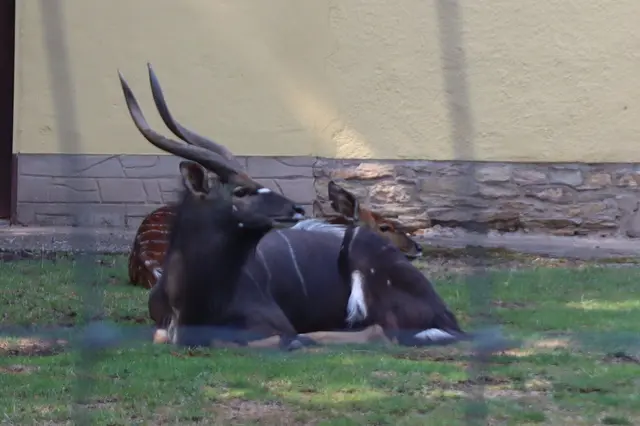 Nyala Bock