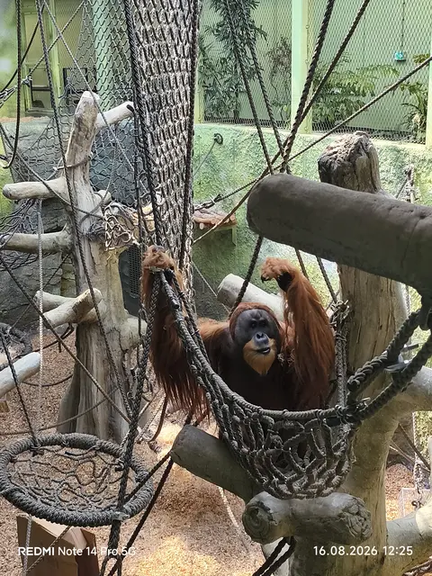 Orang-Utan Chef Toni