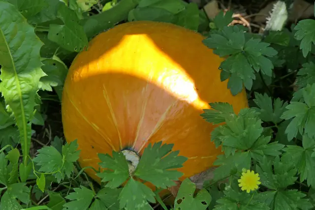 Die ersten Früchte