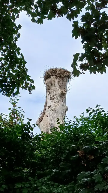 Unterwegs entdeckt. Storchennest auf Habitatbaum, kurz vor der Ortschaft Büderich | Foto: Siegmund Walter, 22.08.2026, 12:40 Uhr