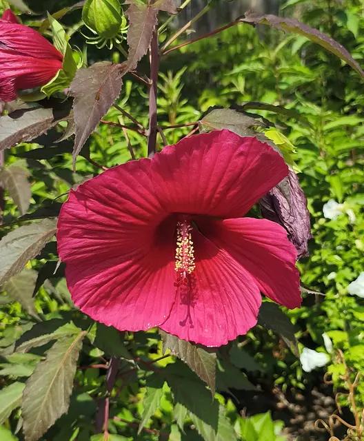 Hibiskus
