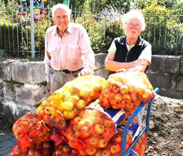 In Säcken wurde das Obst nach Herbertshofen zur Pressaktion gebracht. | Foto: Peter Heider