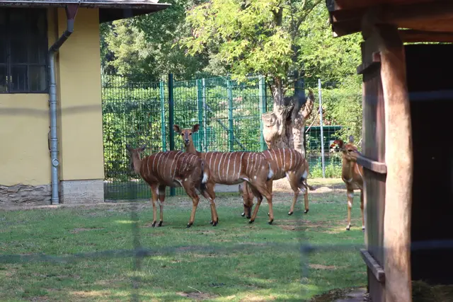 Nyala Antilopen