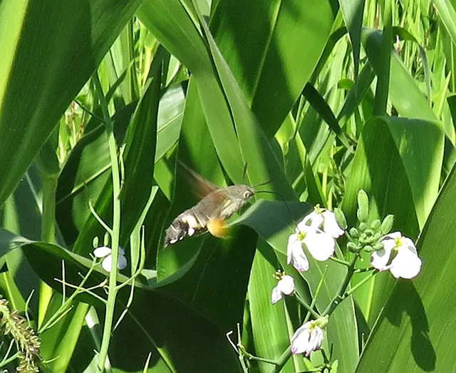 Foto: GvMeegen