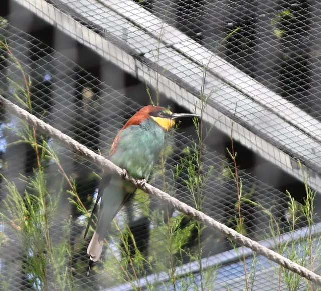 Bienenfresser, einheimischer Singvogel