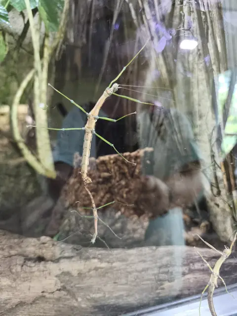 Stabschrecken