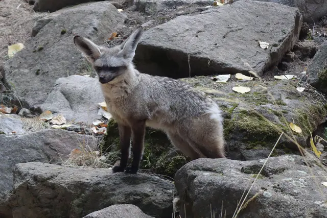Löffelhund