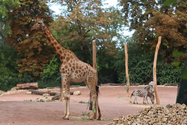 Kordofangiraffe und Chapman Zebra