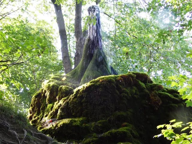 Unbedingt besuchenswert ist der Wasserbaum bei Ockensen im Wald.  | Foto: Kurt Wolter