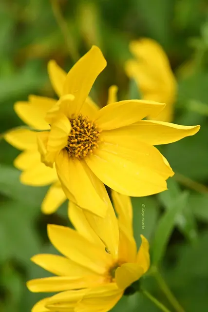 Topinambur