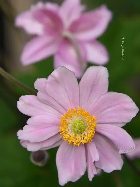 Herbst-Anemone