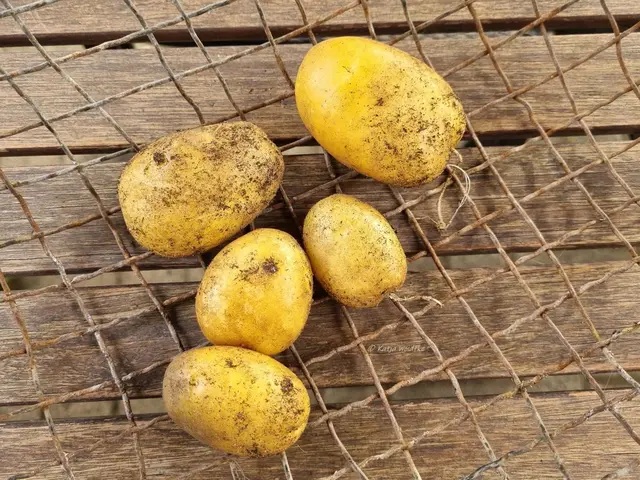 Kartoffelernte