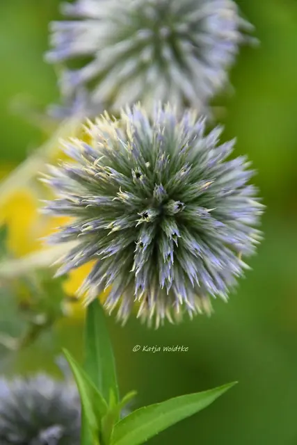 Kugeldistel