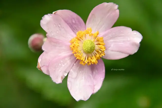 Herbst-Anemone