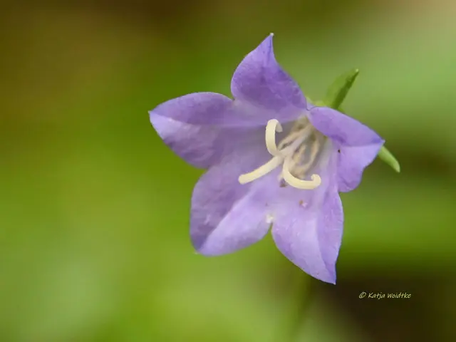 Glockenblume
