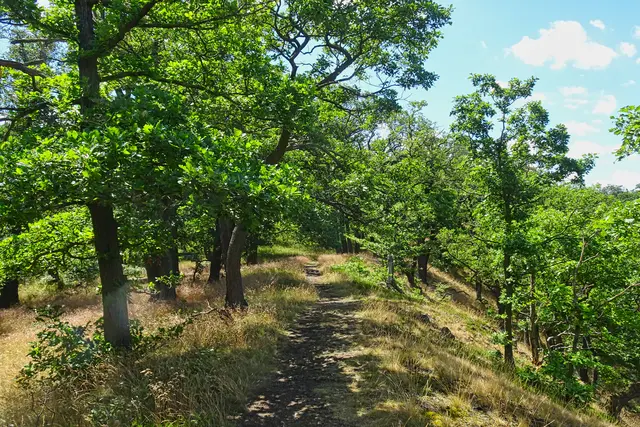 Wanderpfad an der Hubertushöhe