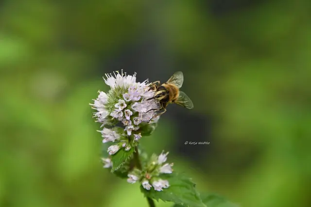 Schwebfliege Minzblüte