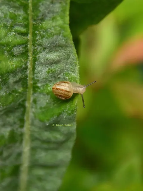 Bänderschnecke