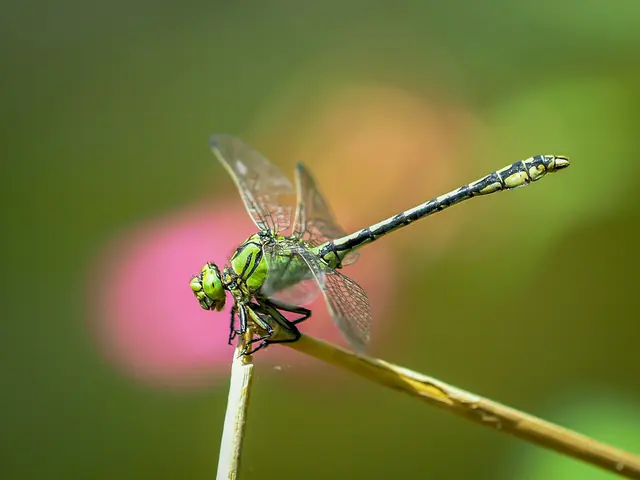 Foto: Anita Dieminger