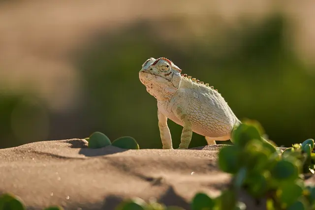 Foto: Harry Kraus