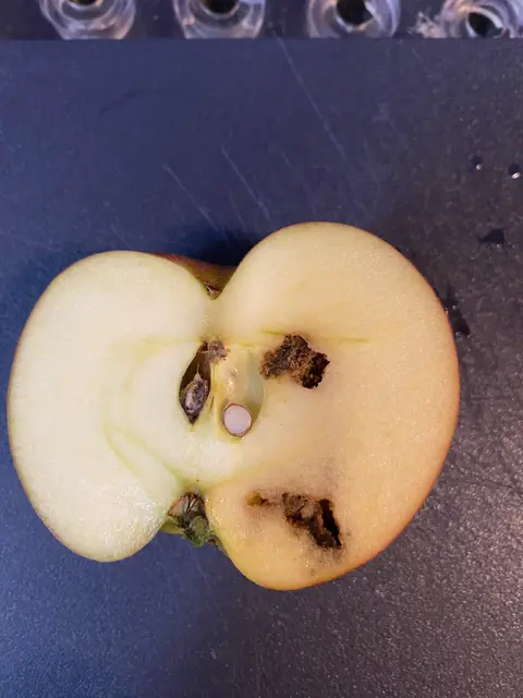 Apfel Schädling | Foto: umbehaue