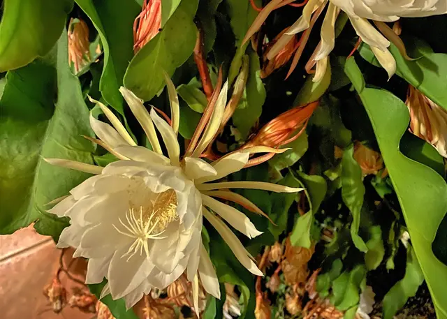 Die "Königin der Nacht": Der Nachtkaktus Epiphyllum oxypetalum blüht nur eine Nacht.  | Foto: c Margot Klütsch
