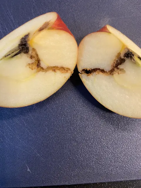 Klare Fraßspuren im Apfel  | Foto: Umbehaue