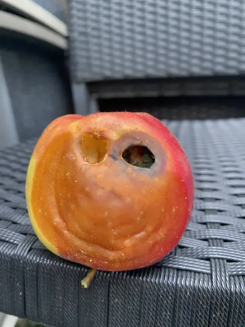 Er kann noch lachen | Foto: Umbehaue