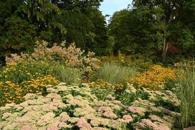 Staudenbeete Stadtpark