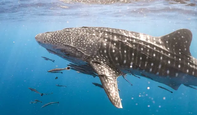 Faszination Unterwasserwelt: Ein beeindruckender Walhai, begleitet von kleineren Fischen, im klaren Ozean. | Foto: Hunter Newton 