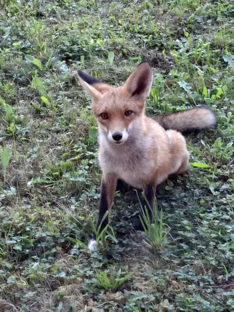 Stell dir vor, du öffnest morgens das Rollos und ein Füchslein schaut dir direkt ins Auge. In Berlin ist das möglich. 