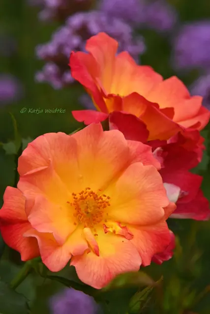Rose Stadtpark Hannover