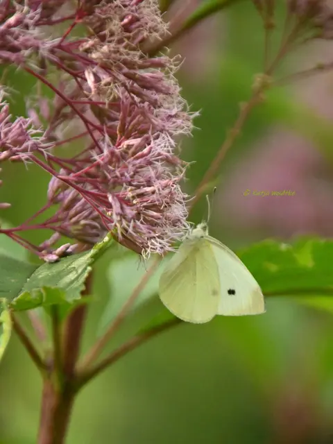 Weißling Schmetterling