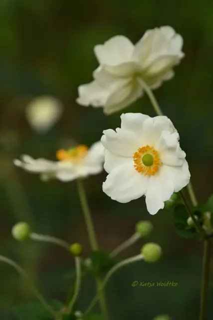 Herbst-Anemone Stadtpark Hannover