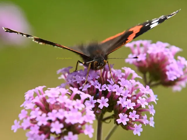 Admiral Schmetterling