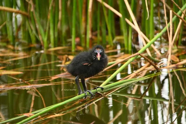 Küken Teichhuhn