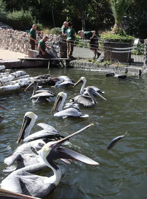 Fliegender Fisch