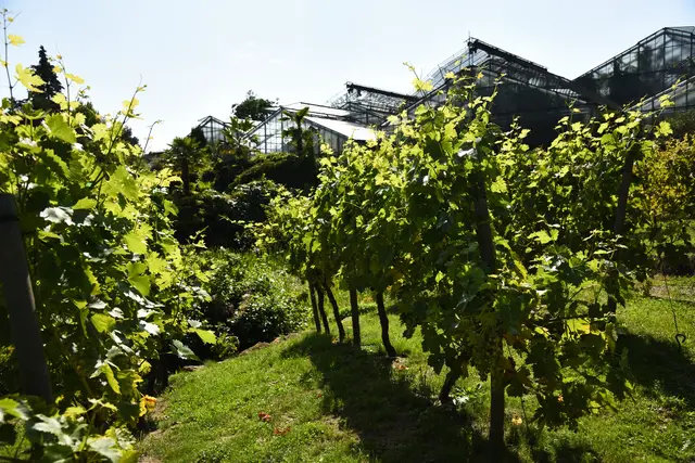 Weinstöcke im Botanischen Garten auf den Lahnbergen.
