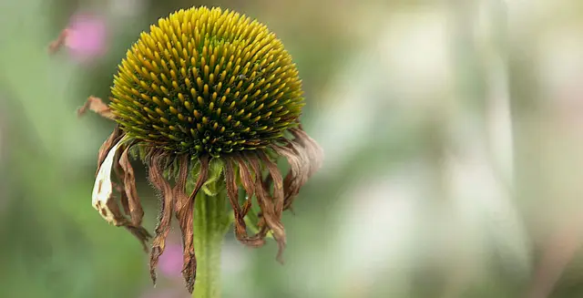 Der Scheinsonnenhut 'Echinacea purpurea' - auch 'Igelkopf' genannt.