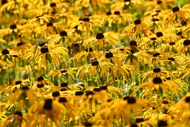 Rudbeckia Stadtpark Hannover