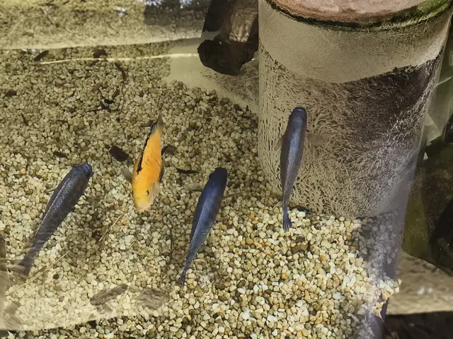 Buntbarsche, zeigen sich in unendlich vielen Farben, mehr als 1.500 Arten,
beliebter Aquariumfisch