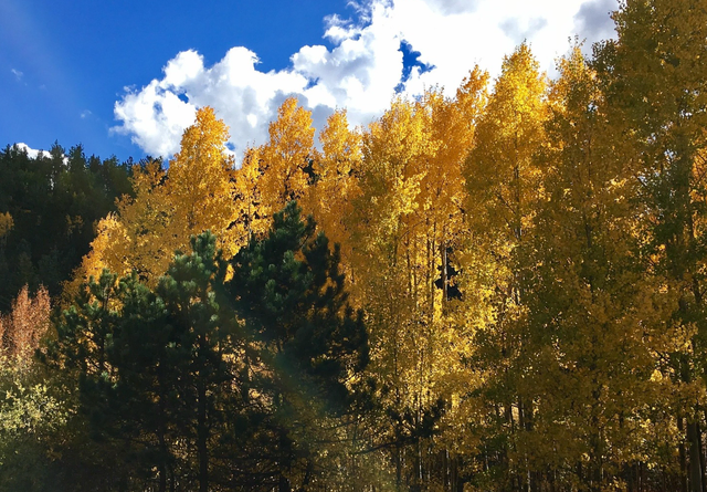 Goldenes Blätterdach im Spätsommerlicht: Pünktlich zum meteorologischen Herbstanfang am 1. September erstrahlt die Natur in leuchtenden Farben. | Foto: freefortheworld/pixabay 