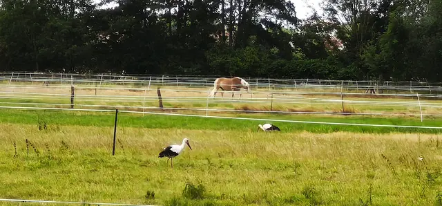 Zwei Störche und ein Pferd in Kaltenweide | Foto: Shima Mahi